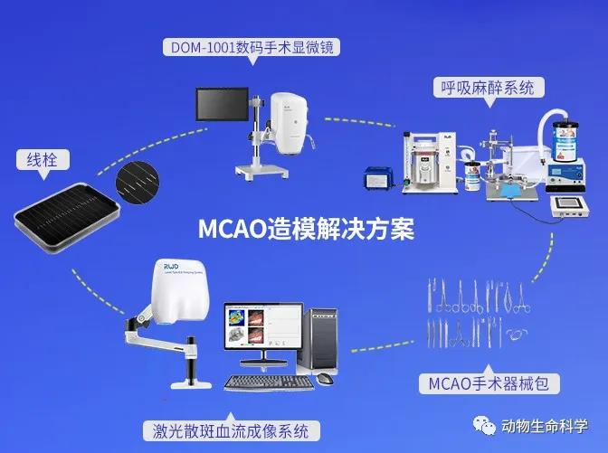 7-MCAO造模解决方案.jpg