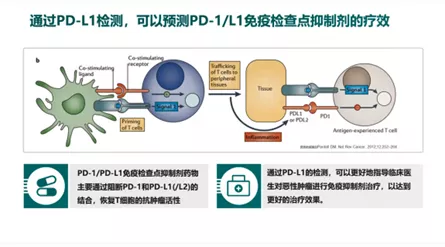 11-完整的叙述了PDL1的检测方法.png