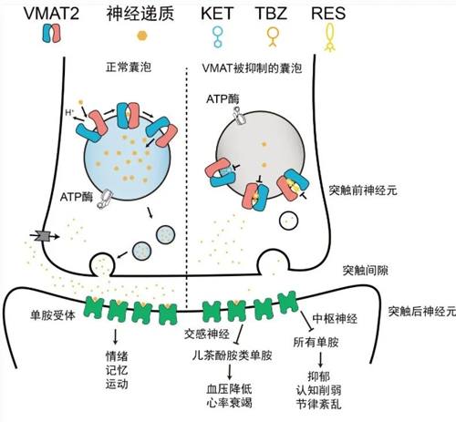 对话Nature一作武迪博士：放弃清华录取，我更加坚定脚下的路