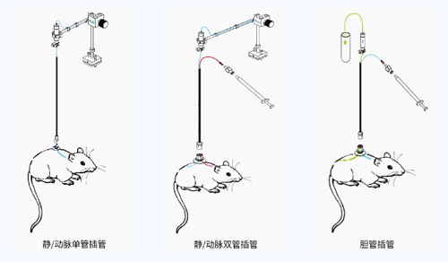 九游老哥俱乐部登录小动物颈静脉插管采血及给药培训班报名火热开启