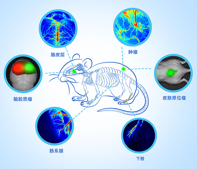 动物活体成像方案