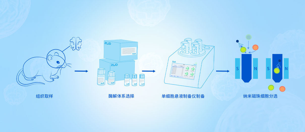 组织细胞分离与纯化