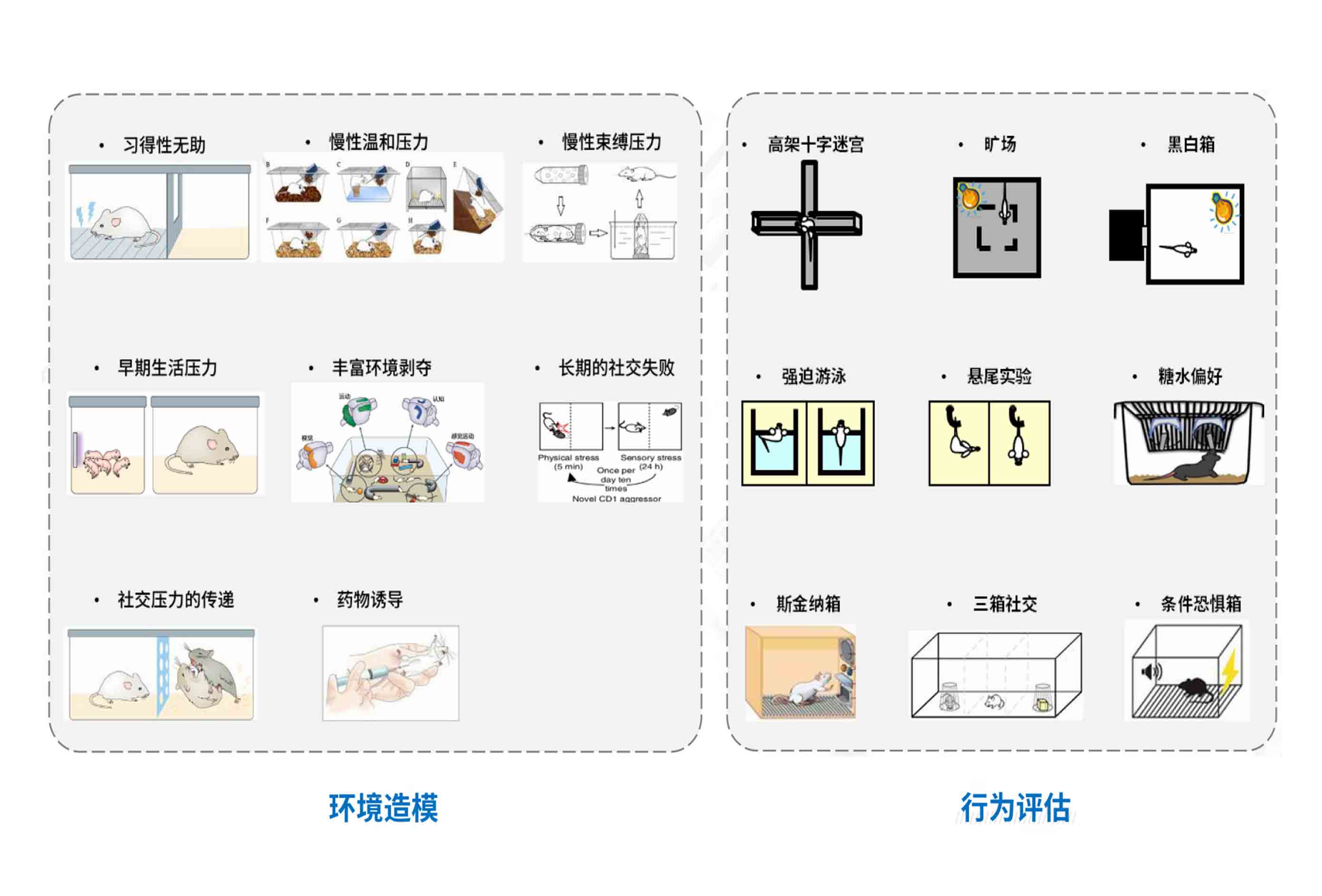 环境造模与行为评估