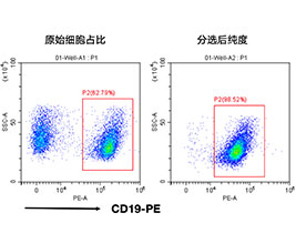 小鼠CD19+细胞分选试剂盒