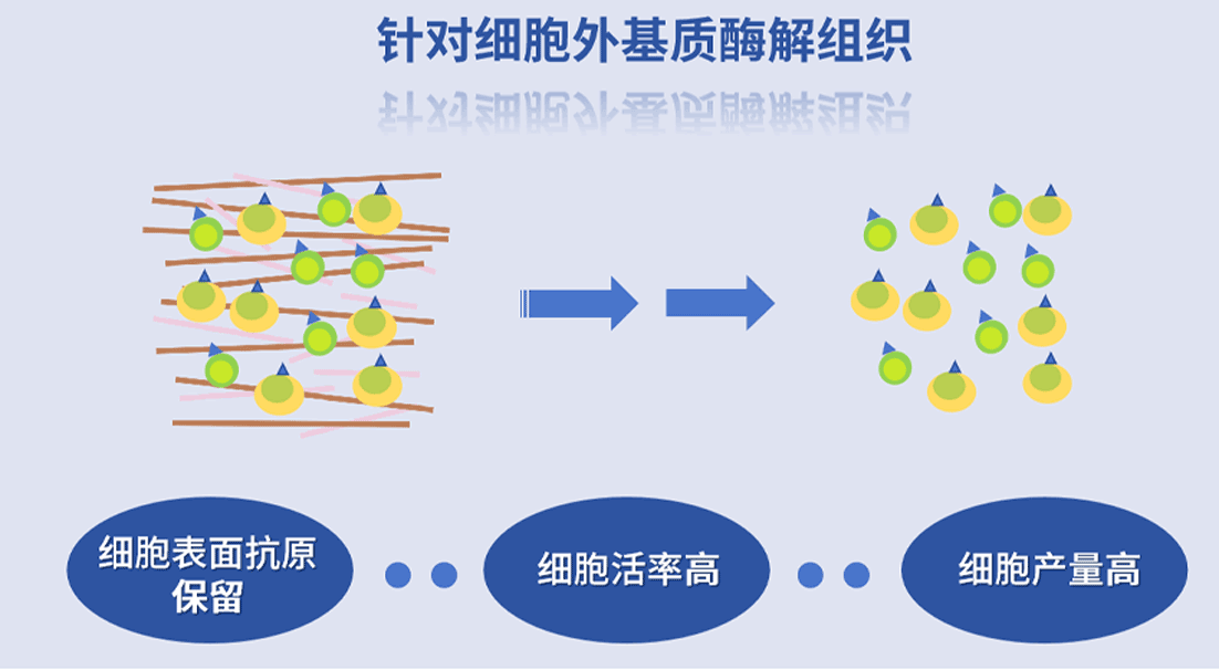 组织温和酶解试剂盒