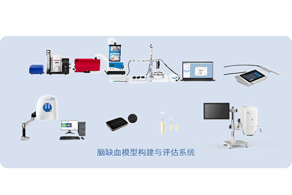 脑缺血模型构建与评估系统